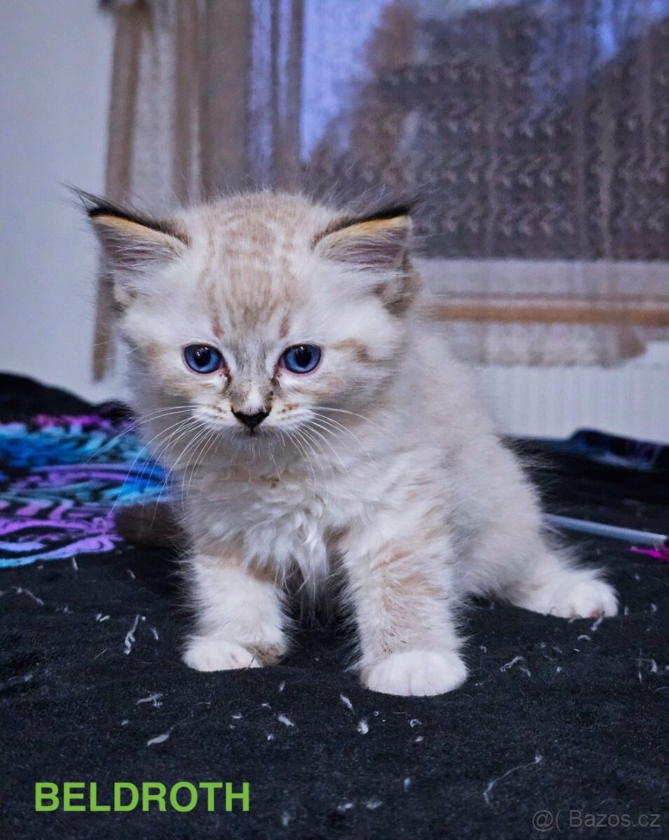 Ragdoll koťata s PP FIFe - 5