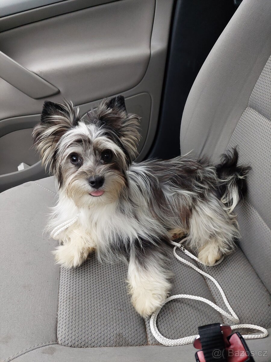 Jorkšírský teriér s PP - 5