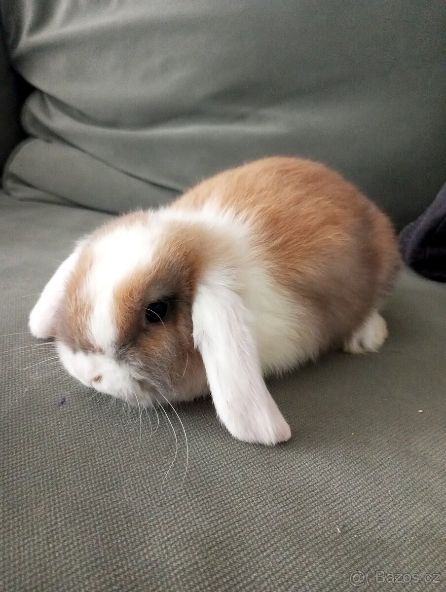 Zakrslý beránek králíček - 5