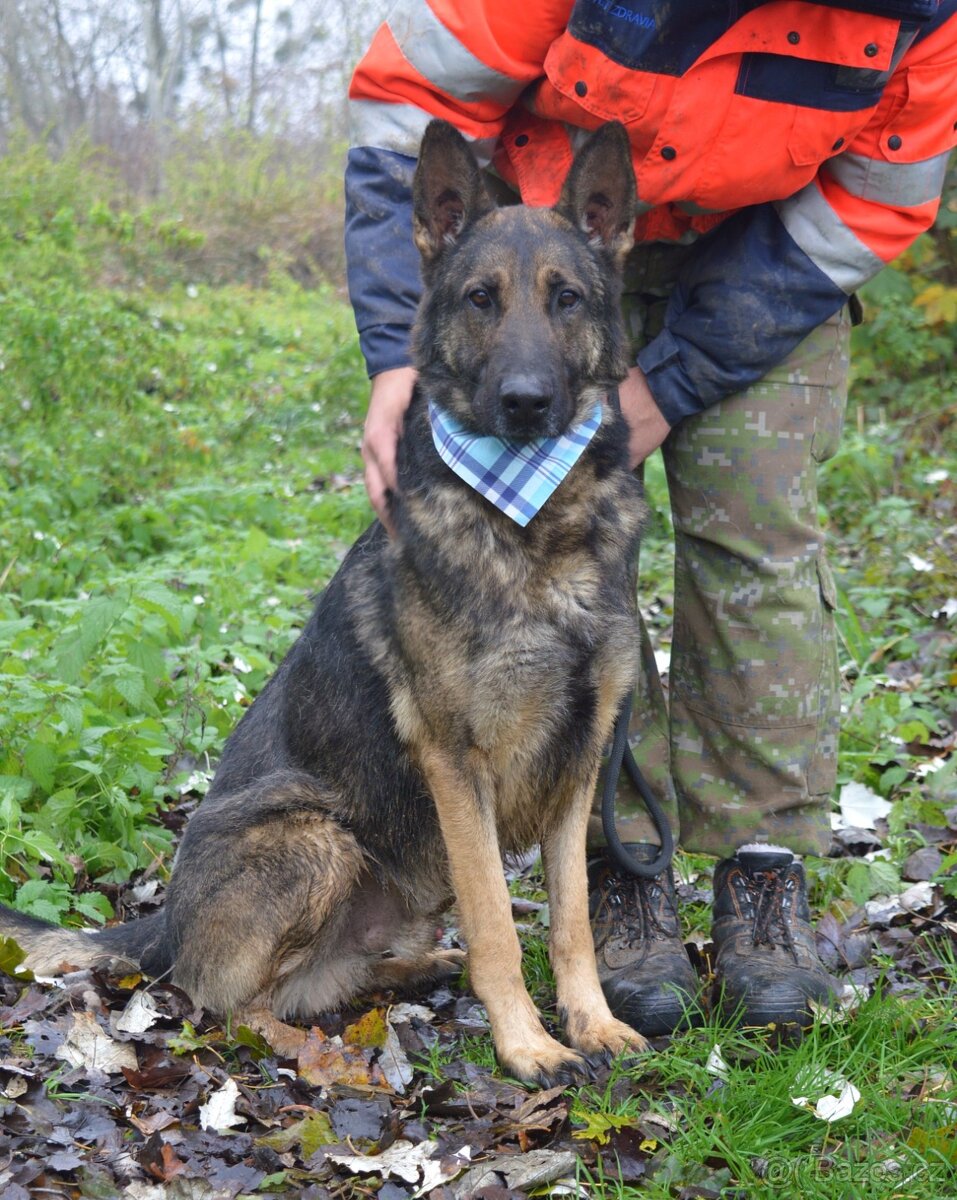 RENE K ADOPCI - 4 ROKY,KAMARÁDSKÝ,ZVĚDAVÝ,HRAVÝ - 5