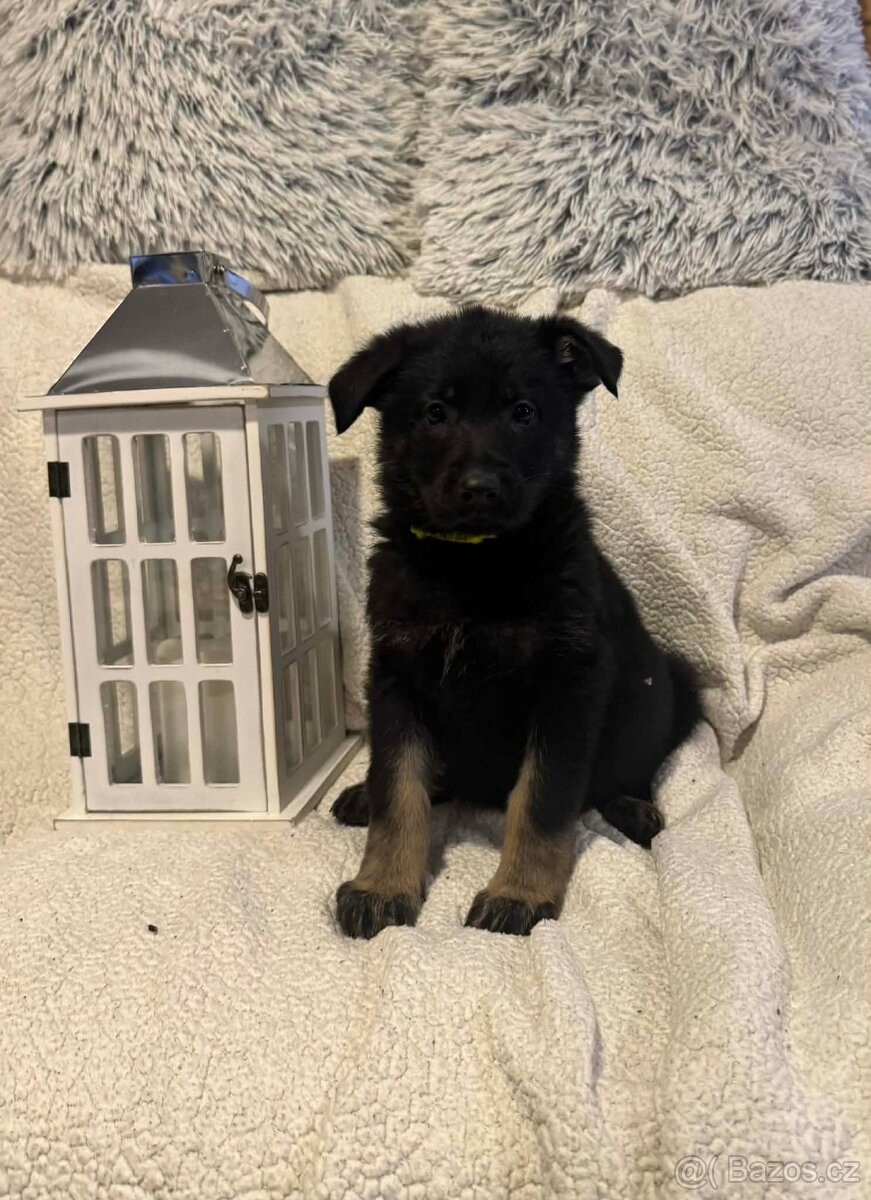 Německý ovčák s PP - 5