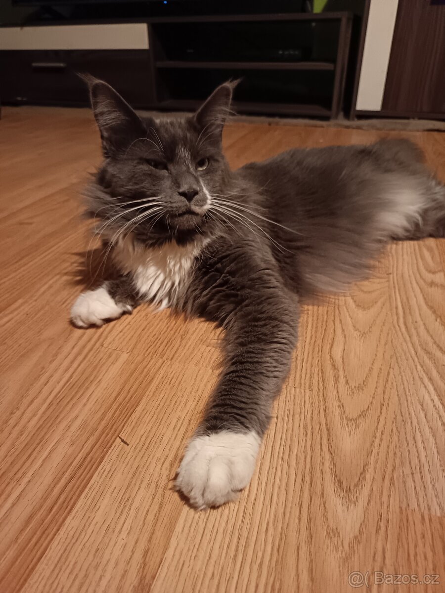 Koťata mainská mívalý - 5