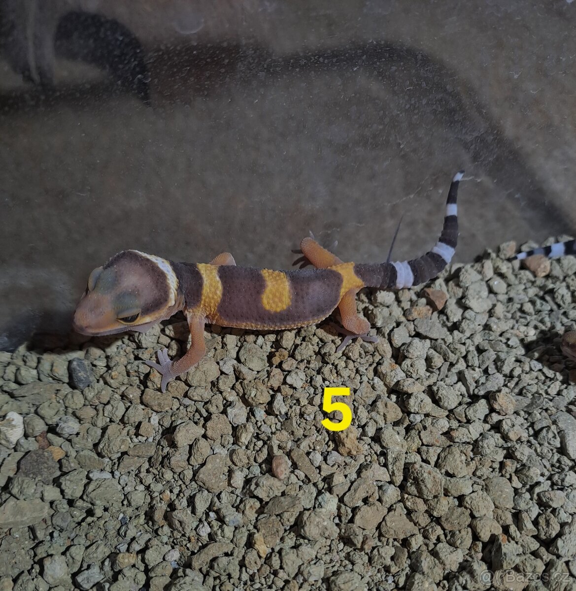 Gekončík noční samičky - 5