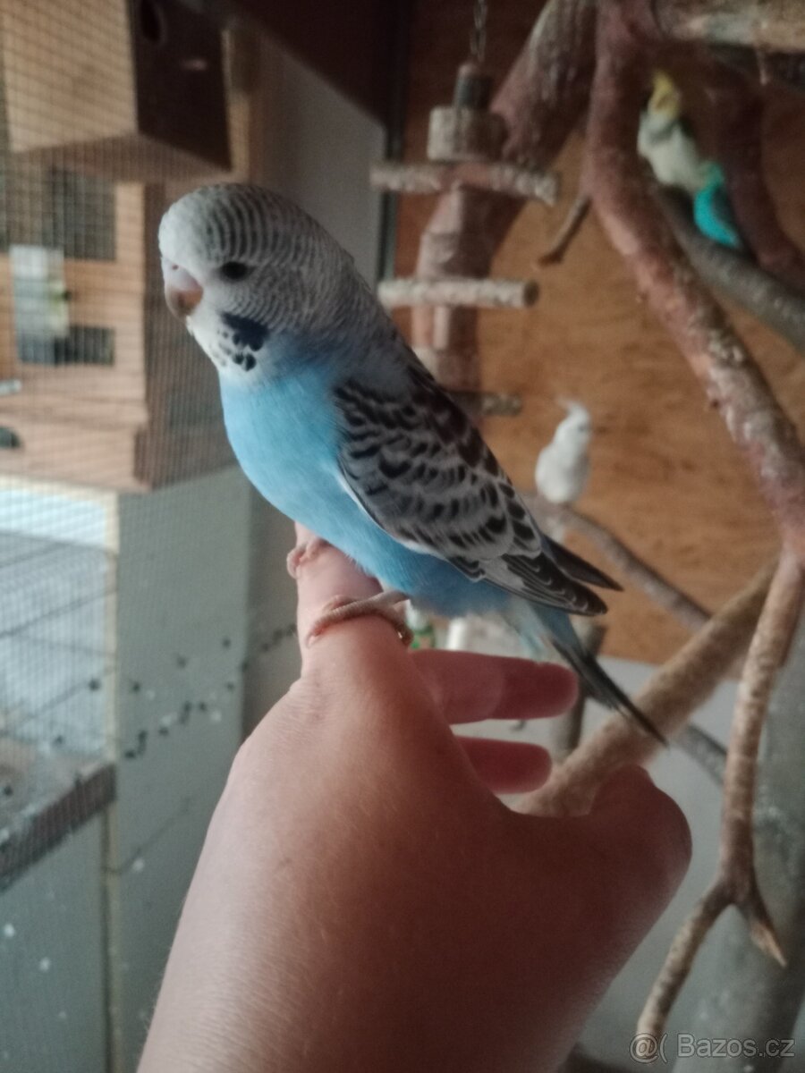 Andulka vlnkovaná - 5