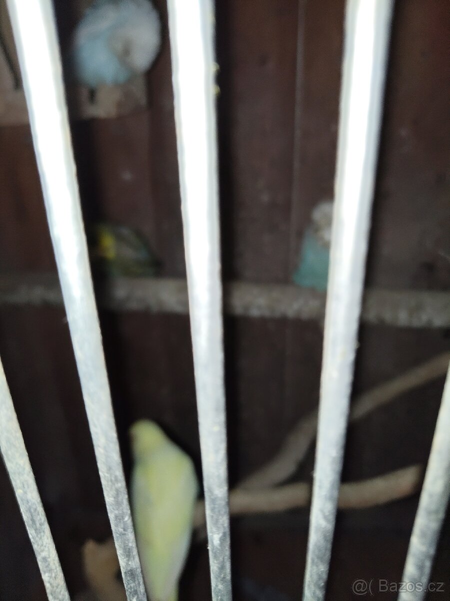 Andulky 739310328 - 5