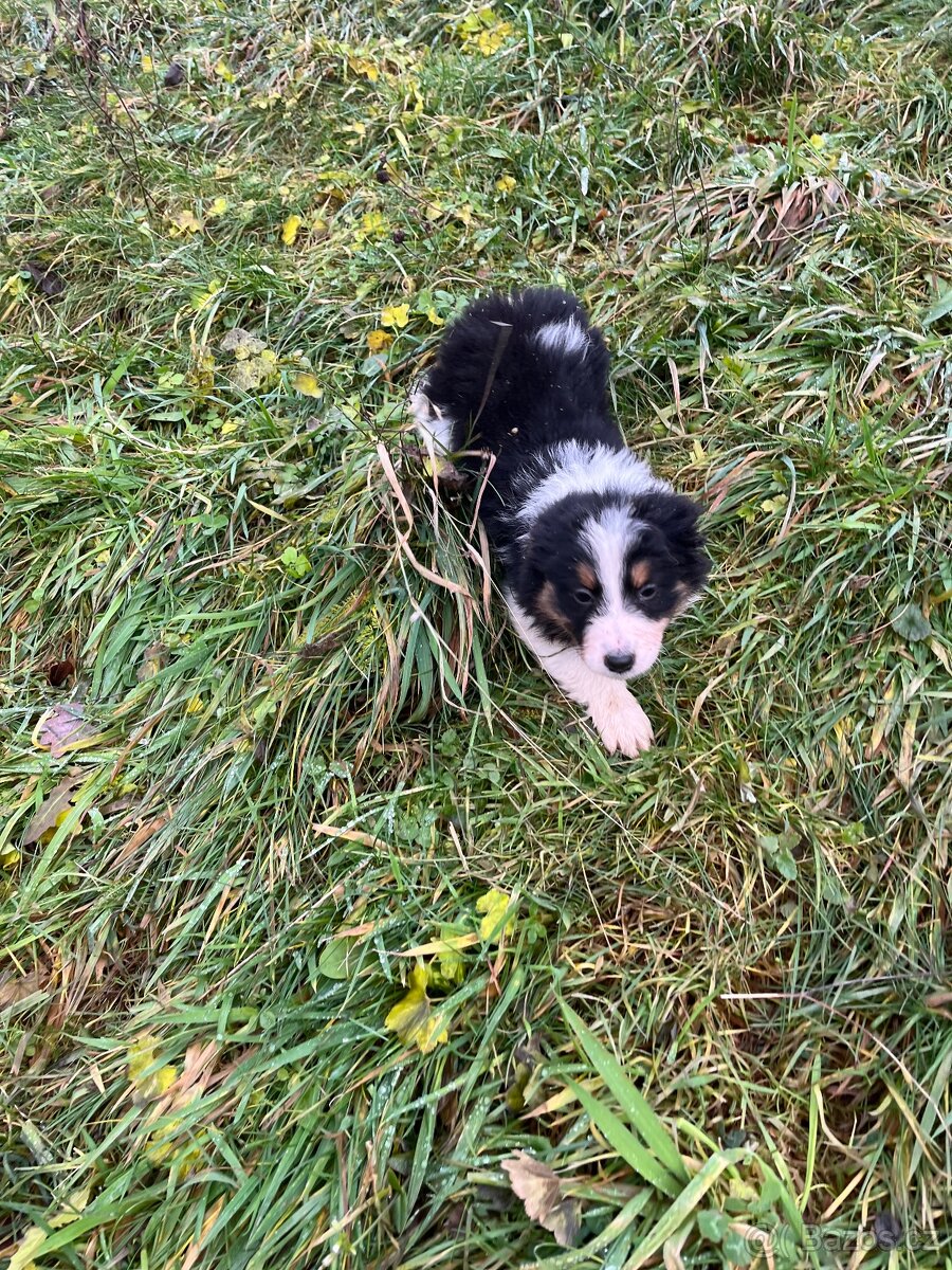 Border kolie bez pp - 5