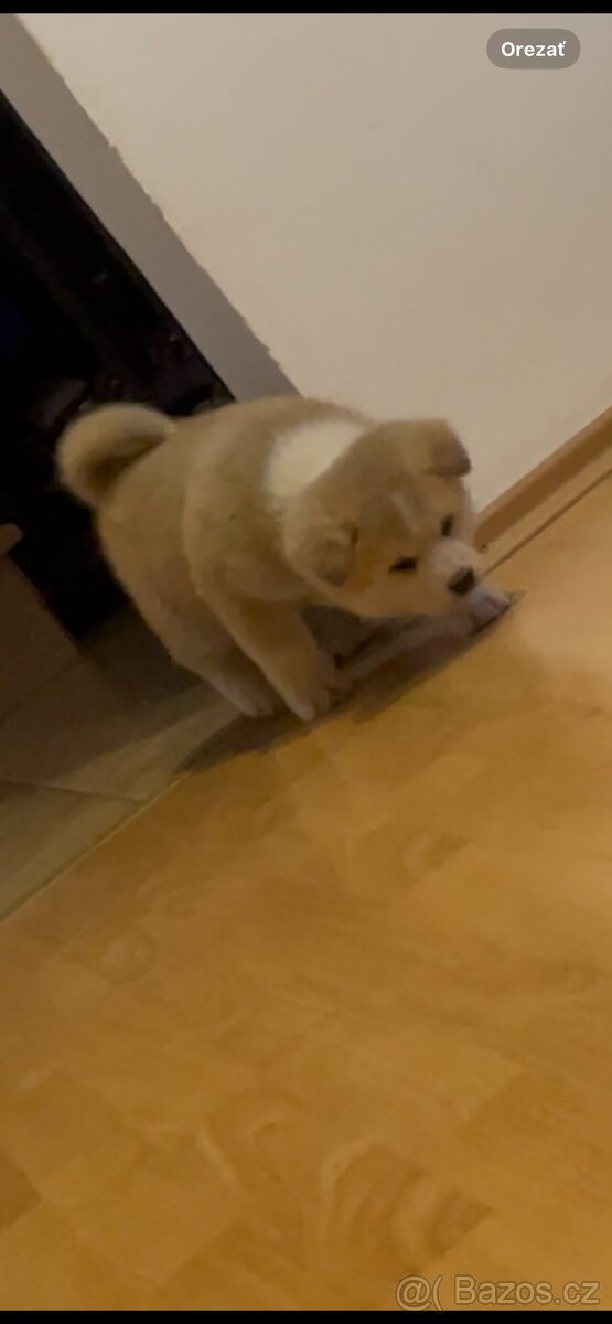 Akita inu šteňátka - 5