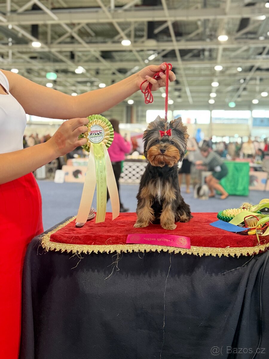 Yorkshire terrier, jorkšírsky terrier, york - 5