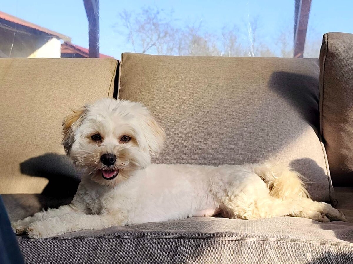 Maltipoo - 5