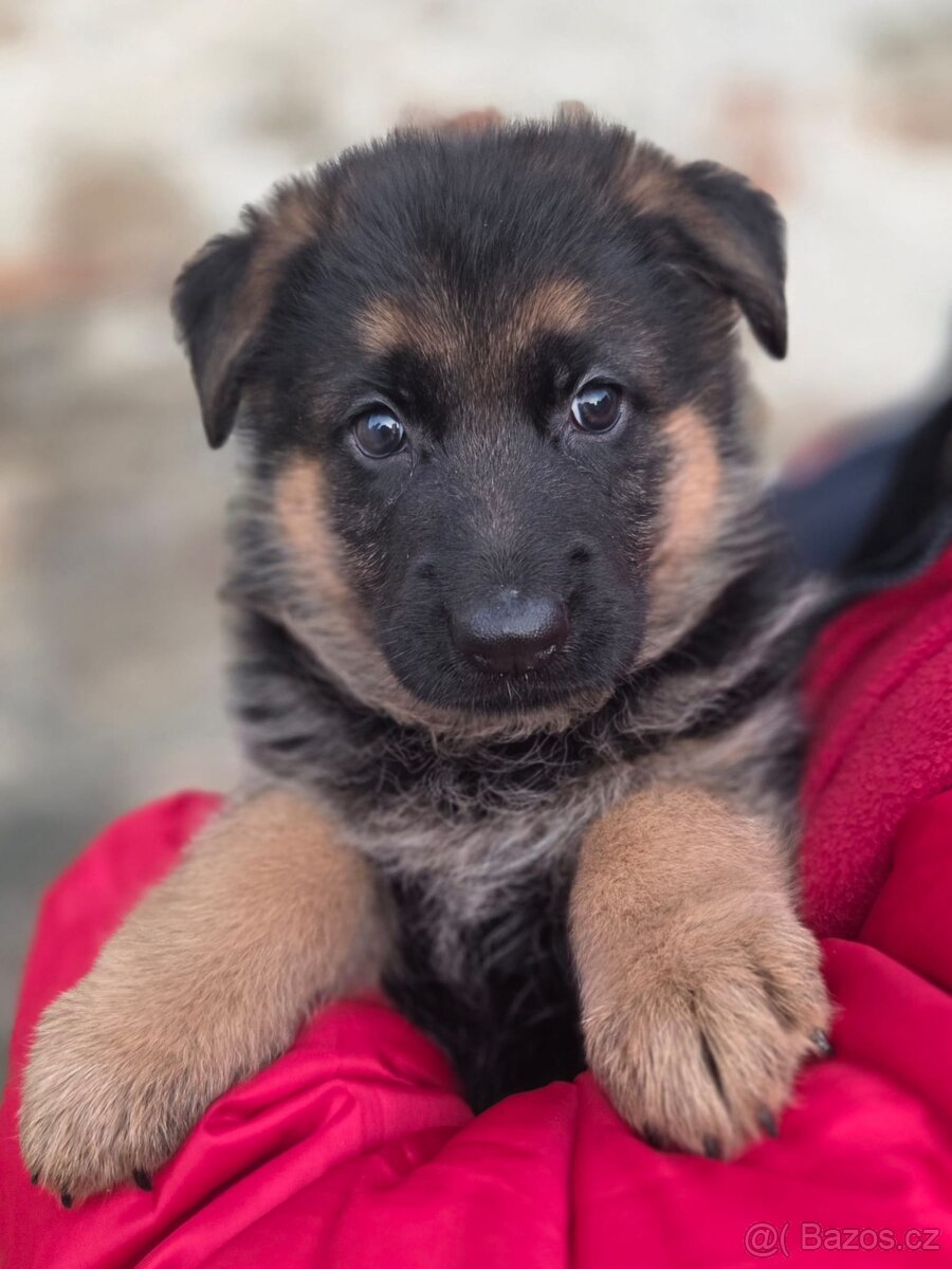 Německý ovčák - štěňata s PP - 5