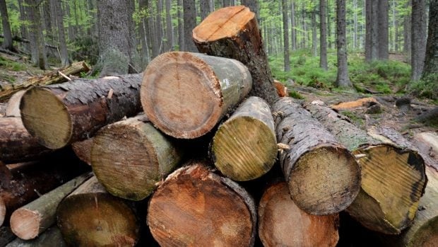 Kopím tvrdé palivové dřevo - 5