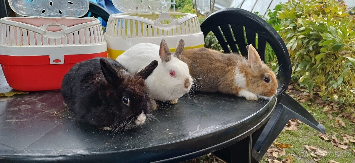 Zakrslý králíček - 5