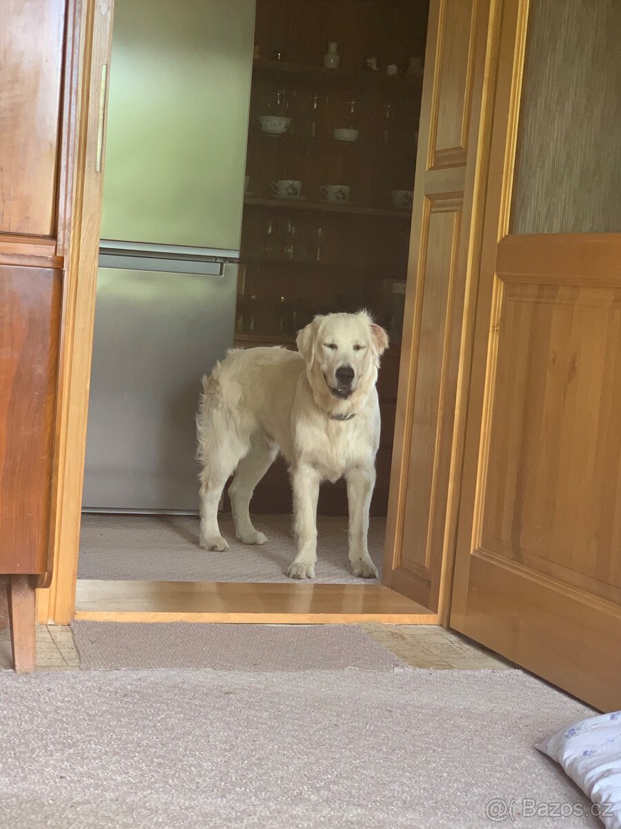 Zlatý retrívr ke krytí bez pp - 5