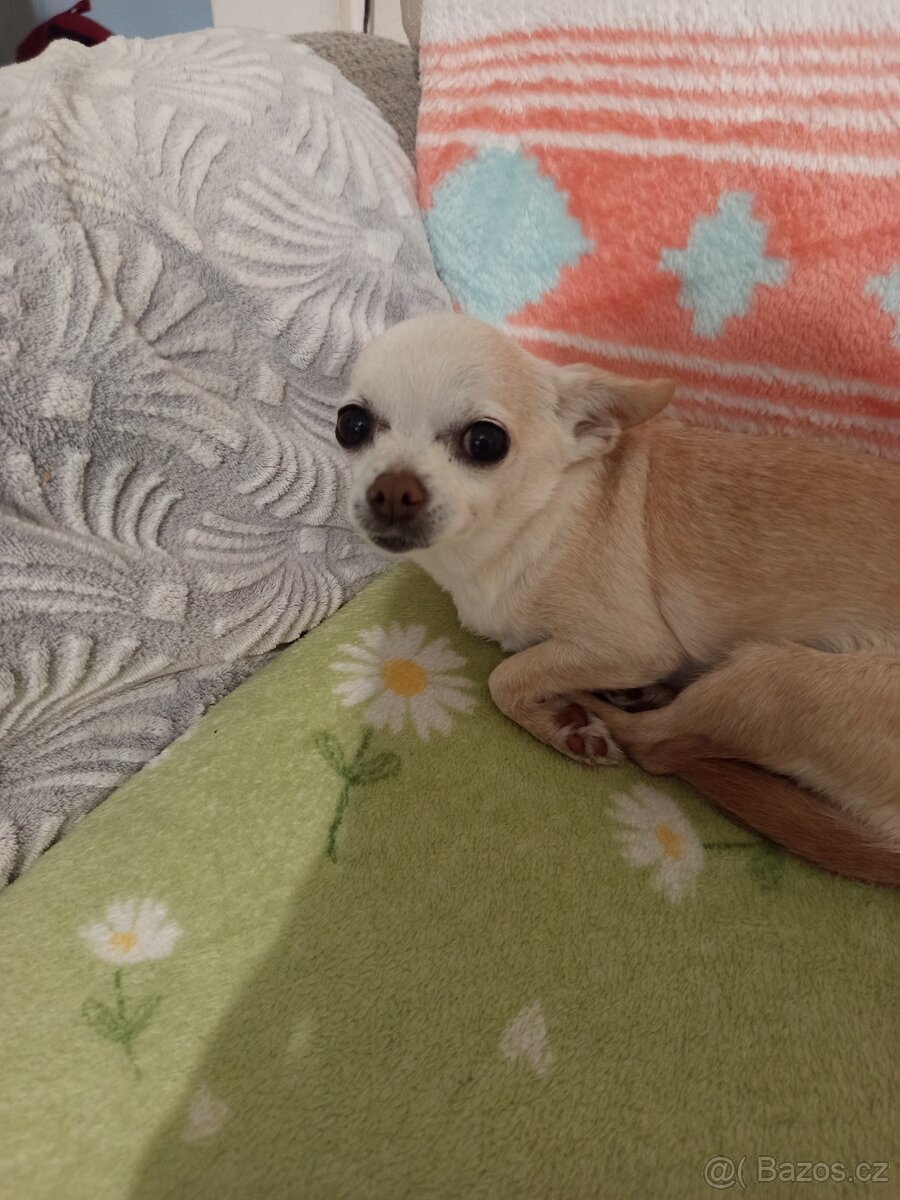 Čivava krátkosrstá - 5