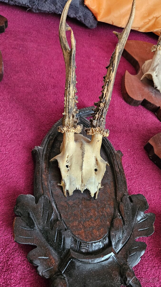 Srnčí paroží – celá sbírka 15 kusů (Brno) - 5