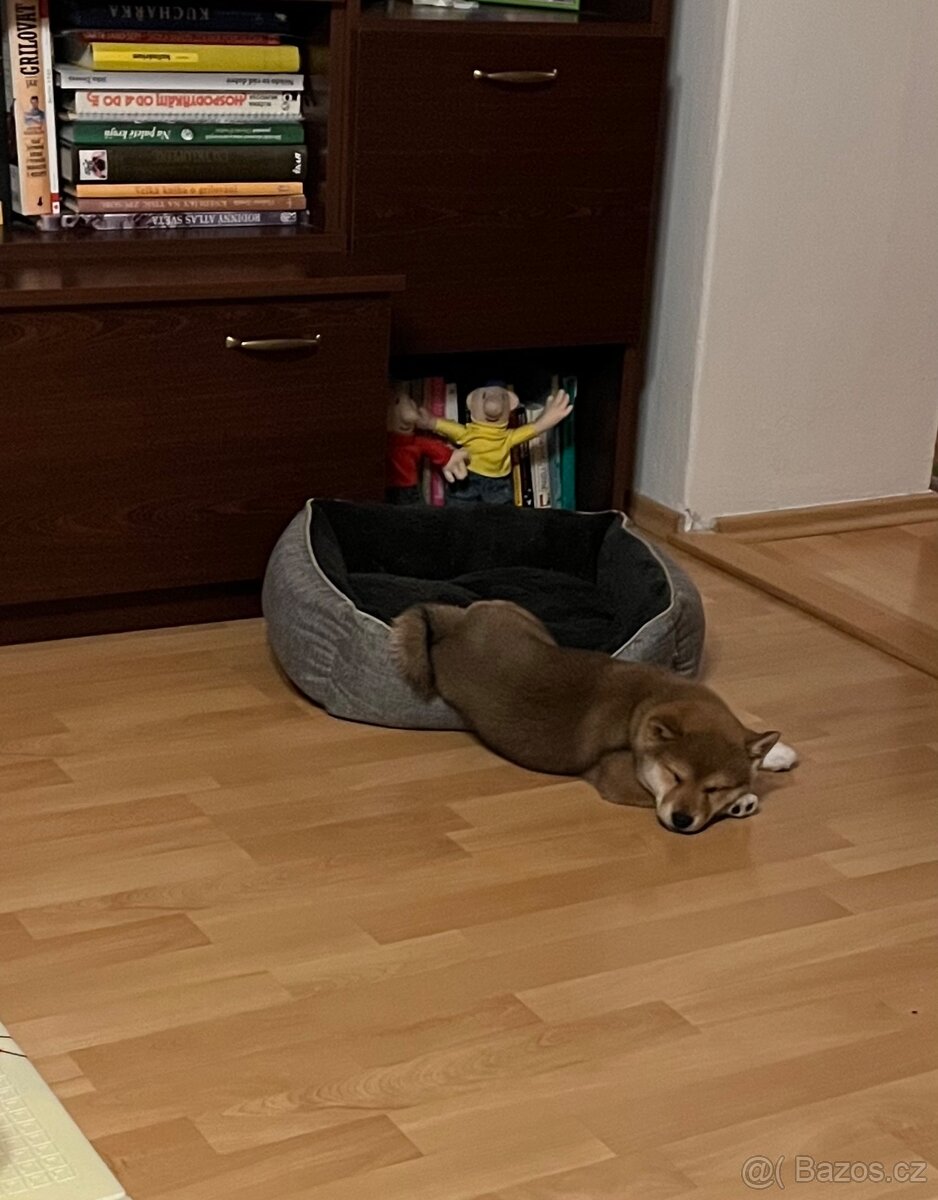 Štěňátko Shiba inu s PP - 5