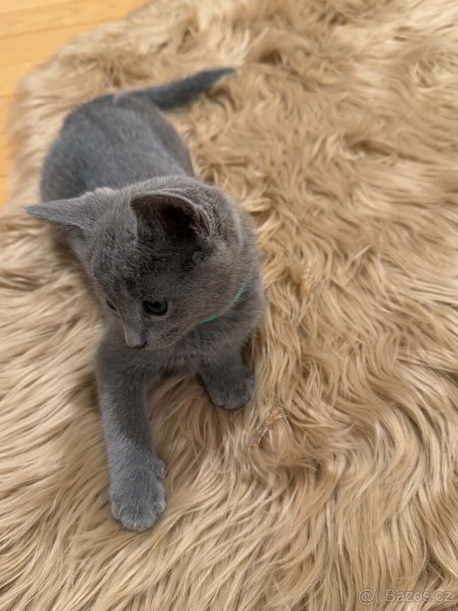 Ruská modrá, kocourek s PP - 5