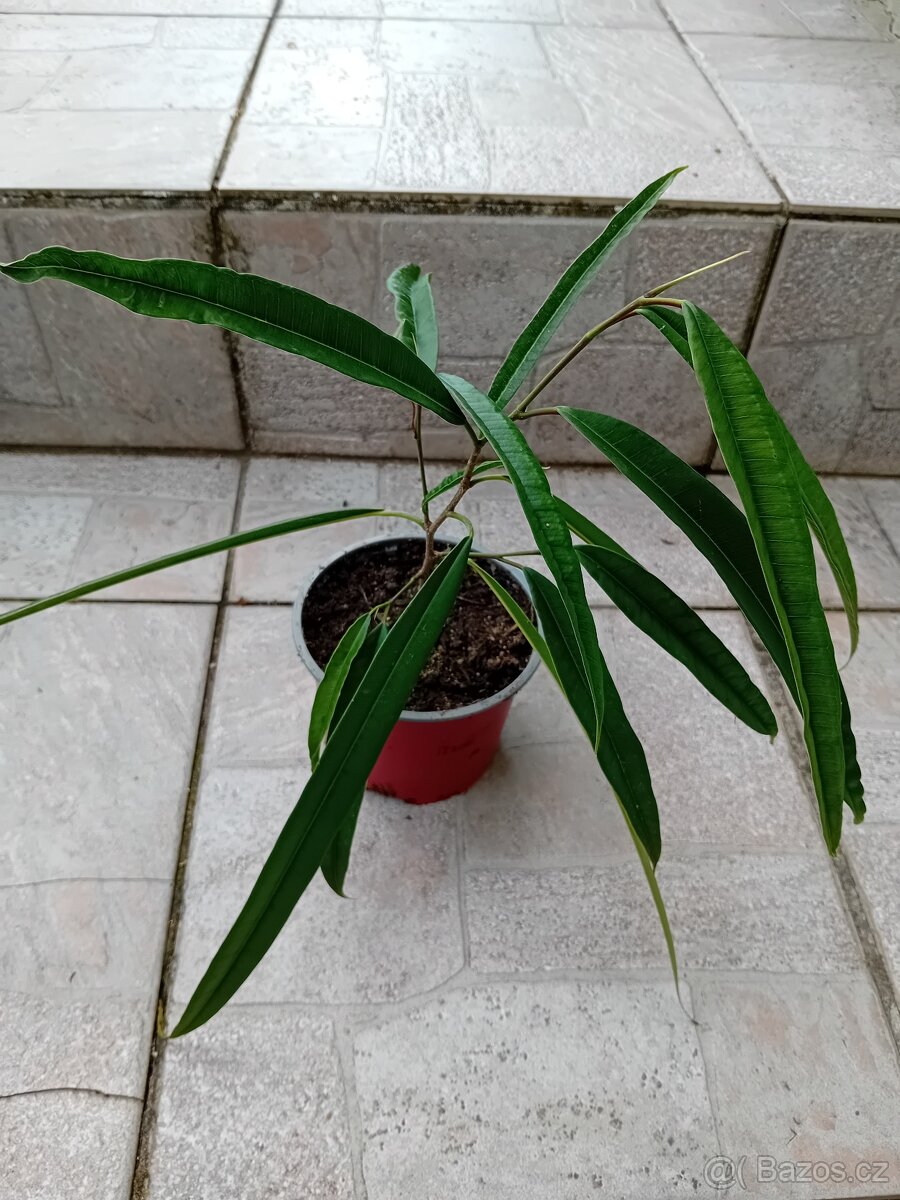 Ficus Maclellandii 'Alii - 5