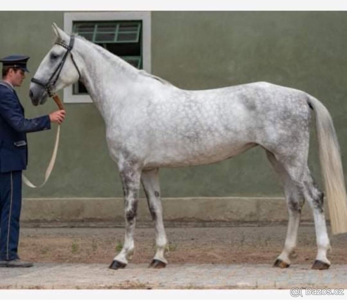 Kladrubská klisna - 5