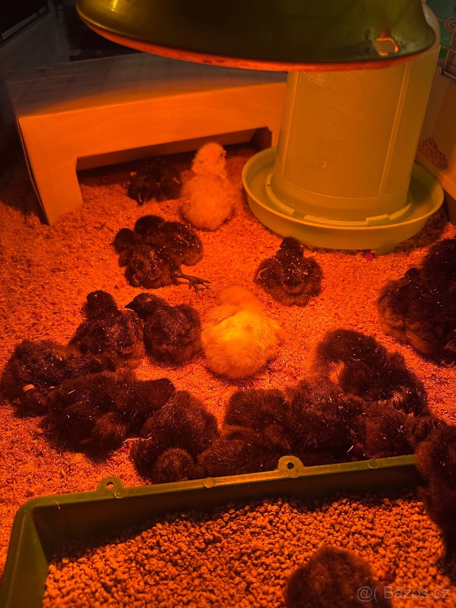 Ayam Cemani kuřátka - 5