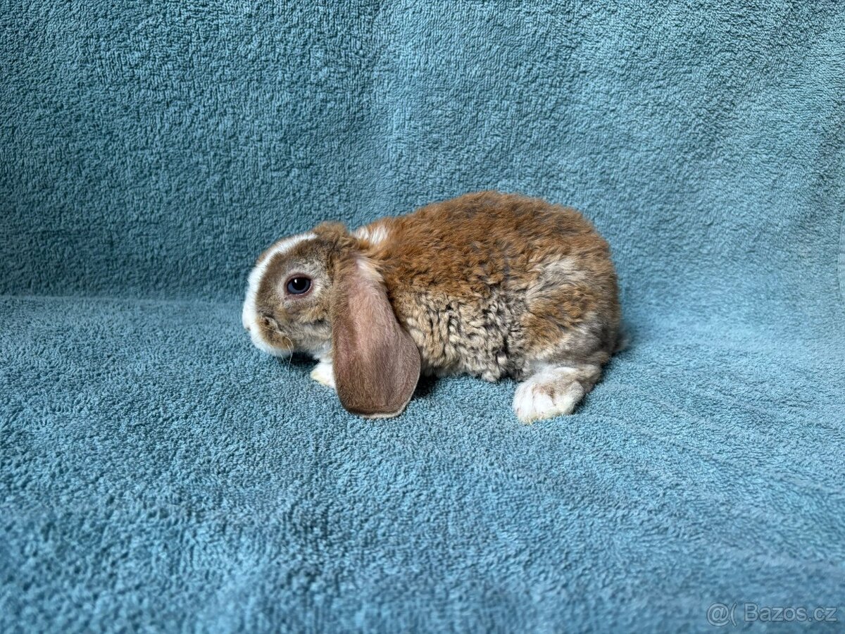 zakrslý králíček beránek rex - 5