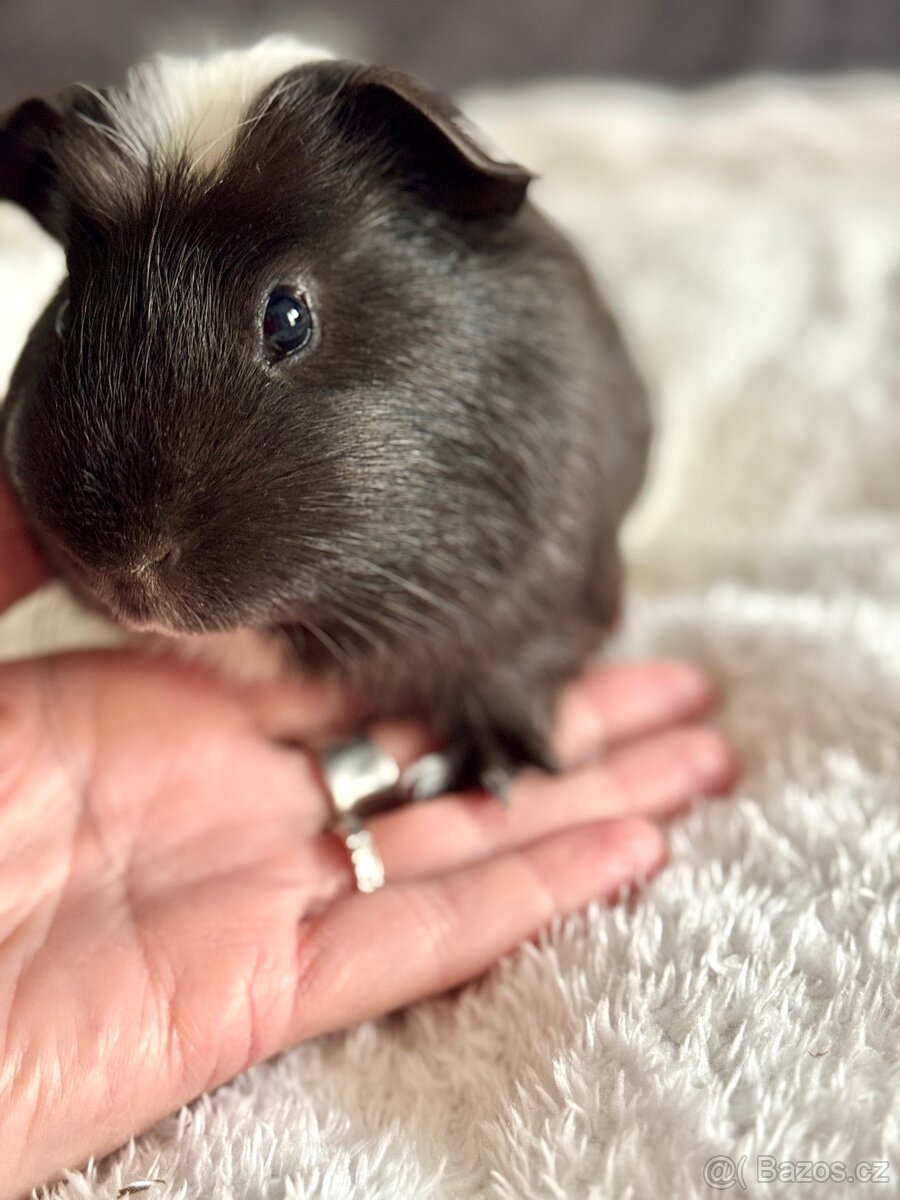 Prodám morčátko - 5