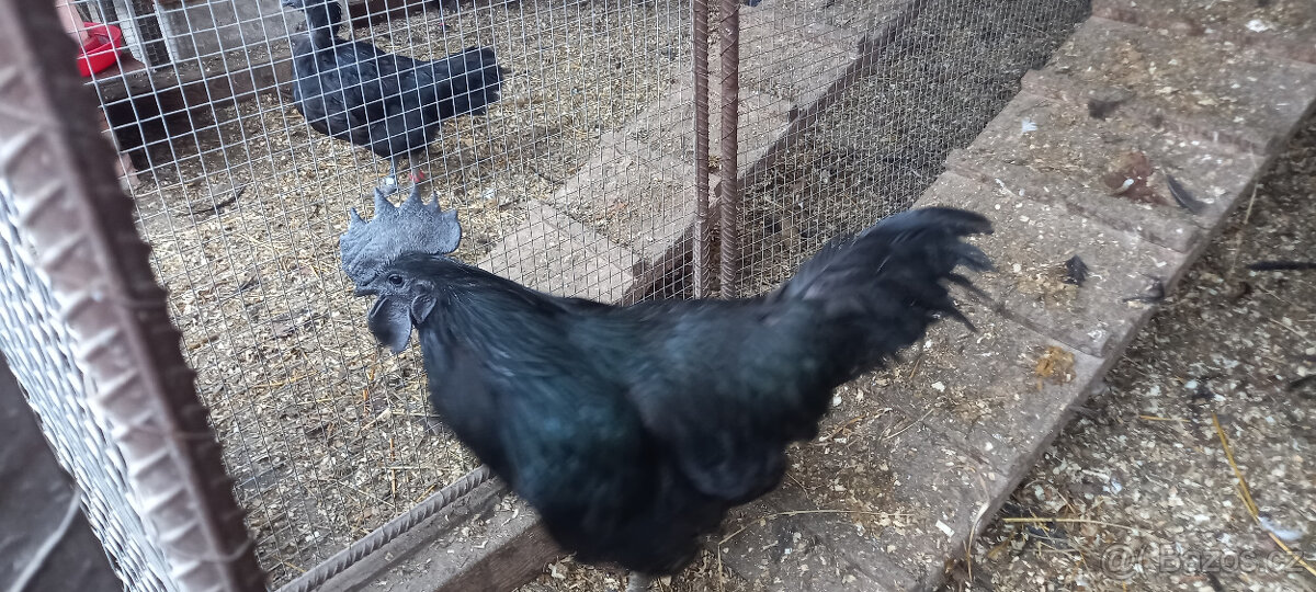 Ayam Cemani - kohout - 5