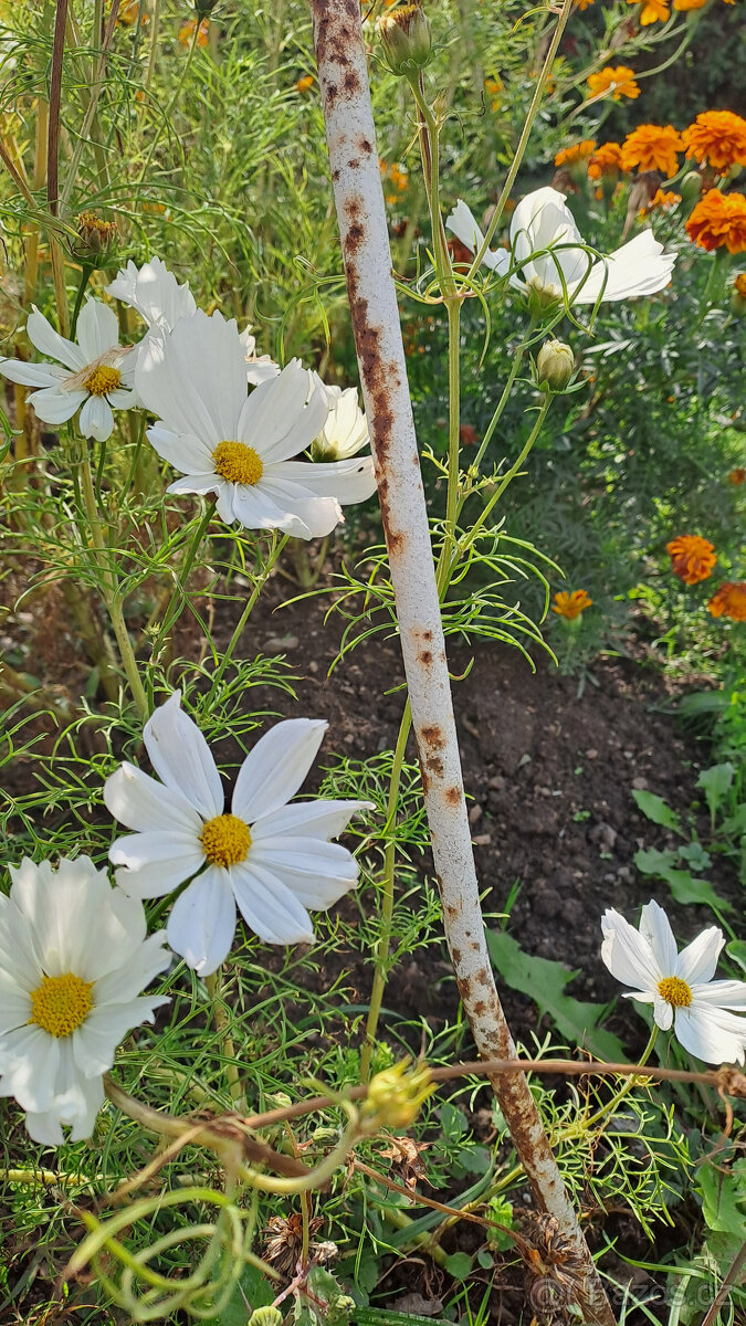 Zářivka velkokvětá (bílá,růžová) - 5