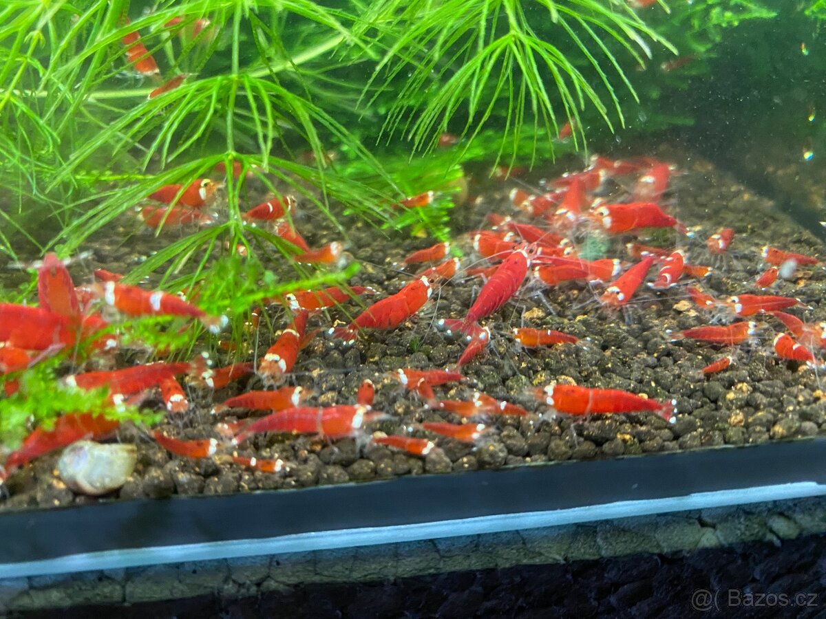 Krevetky metalic - 5