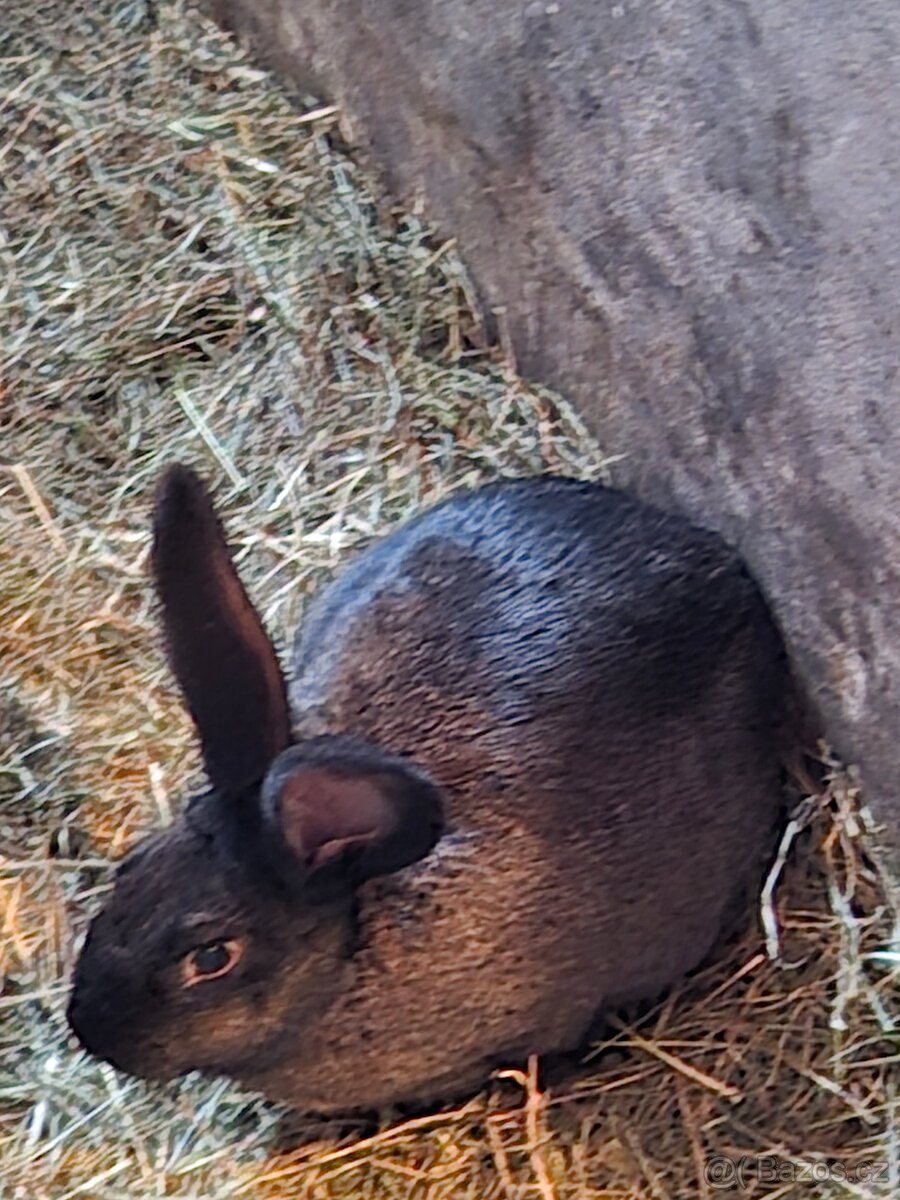 Prodám králíky - 5