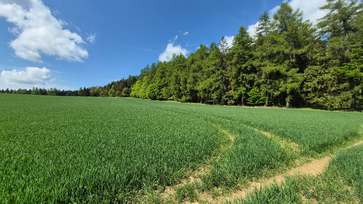 Prodej pozemku 5776 m2 v Borové u Poličky, okr. Svitavy - 5