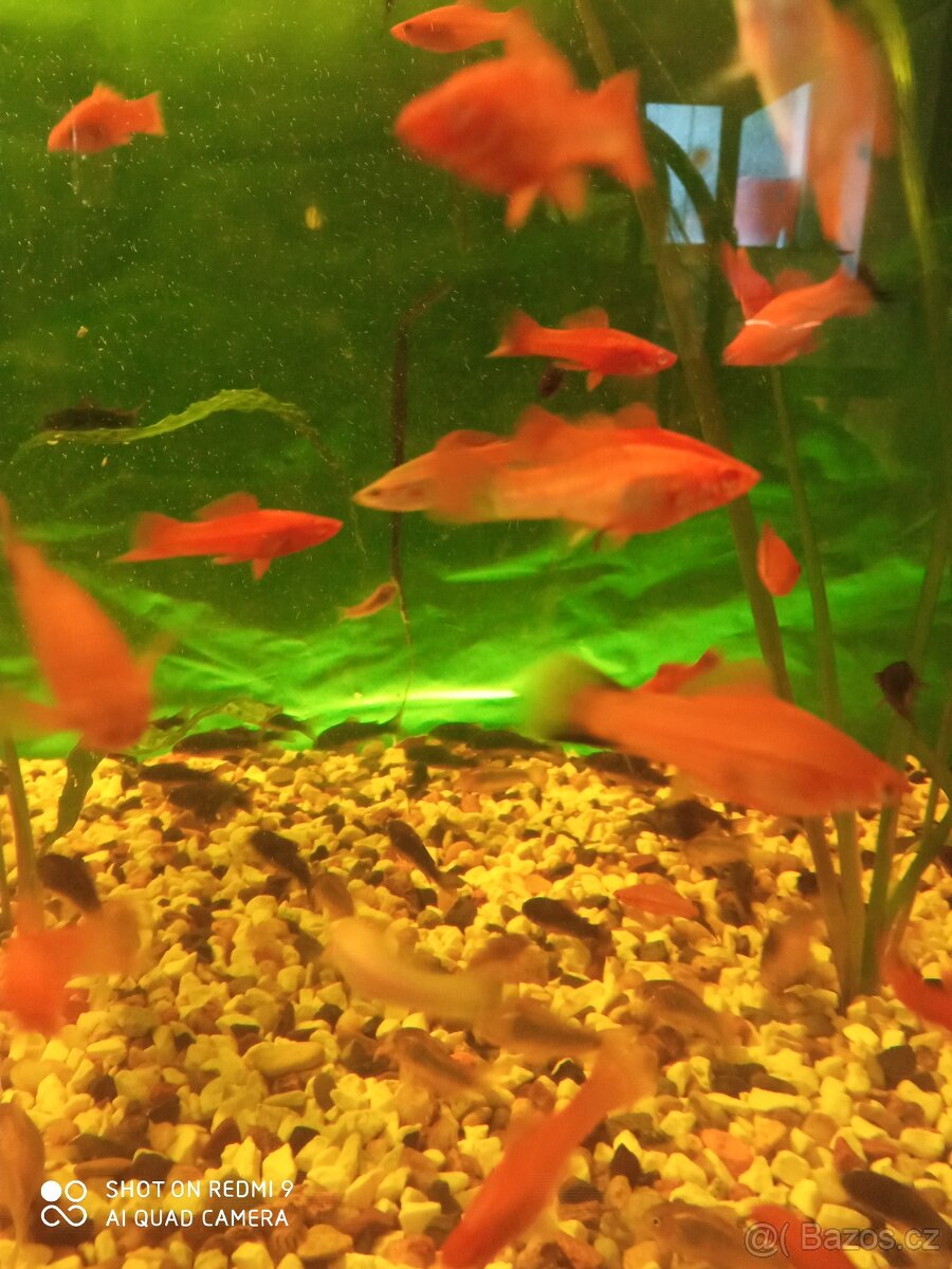 Rcetice 53 okr. CHOMUTOV - 5