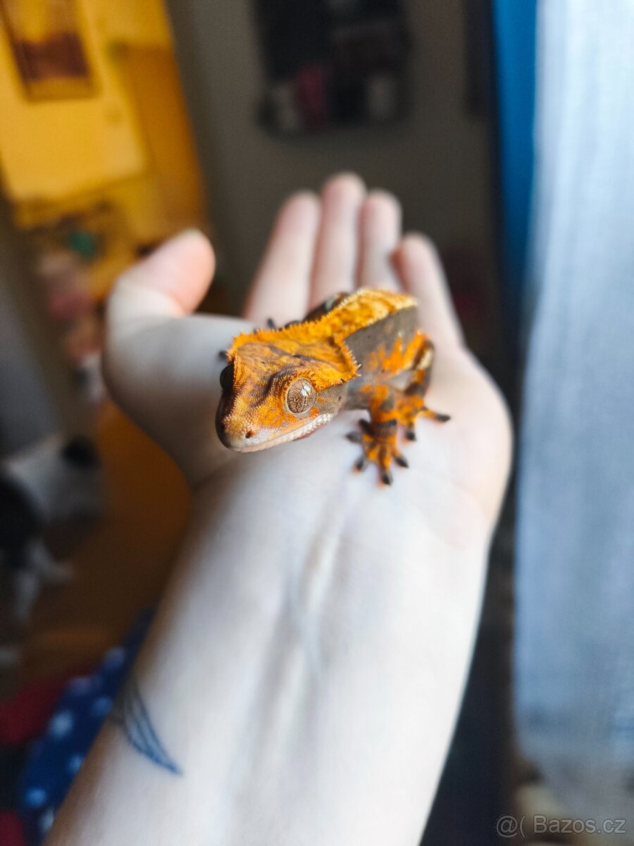 Pagekon řasnatý 1.0 - 5