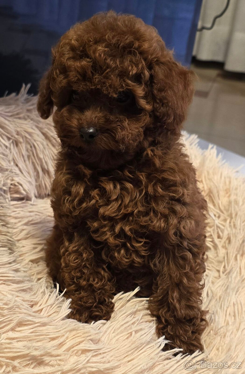 pudel 100% toy Red Braun - 5