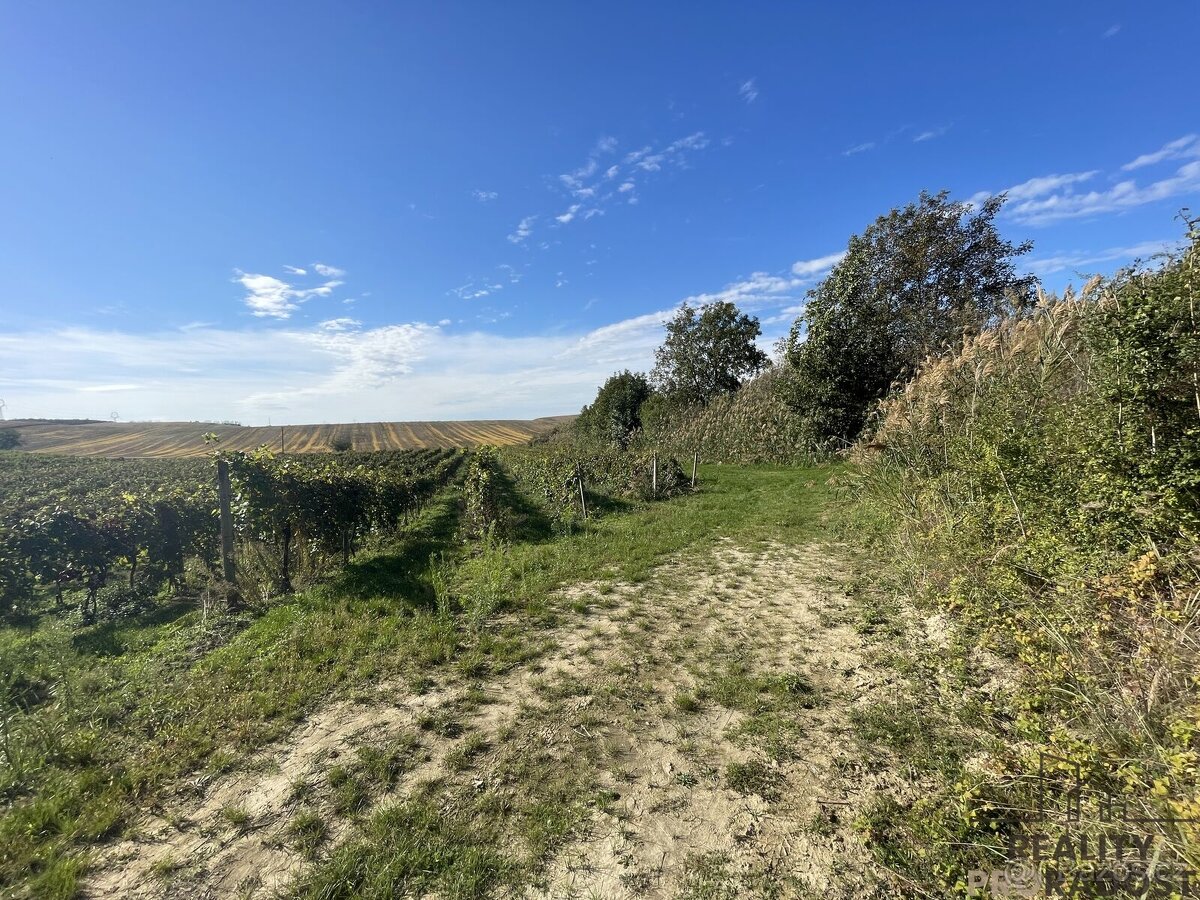 Prodej vinohradu 11340 m2 Čejkovice, Vinohrad 11340 m2 Čejk - 5