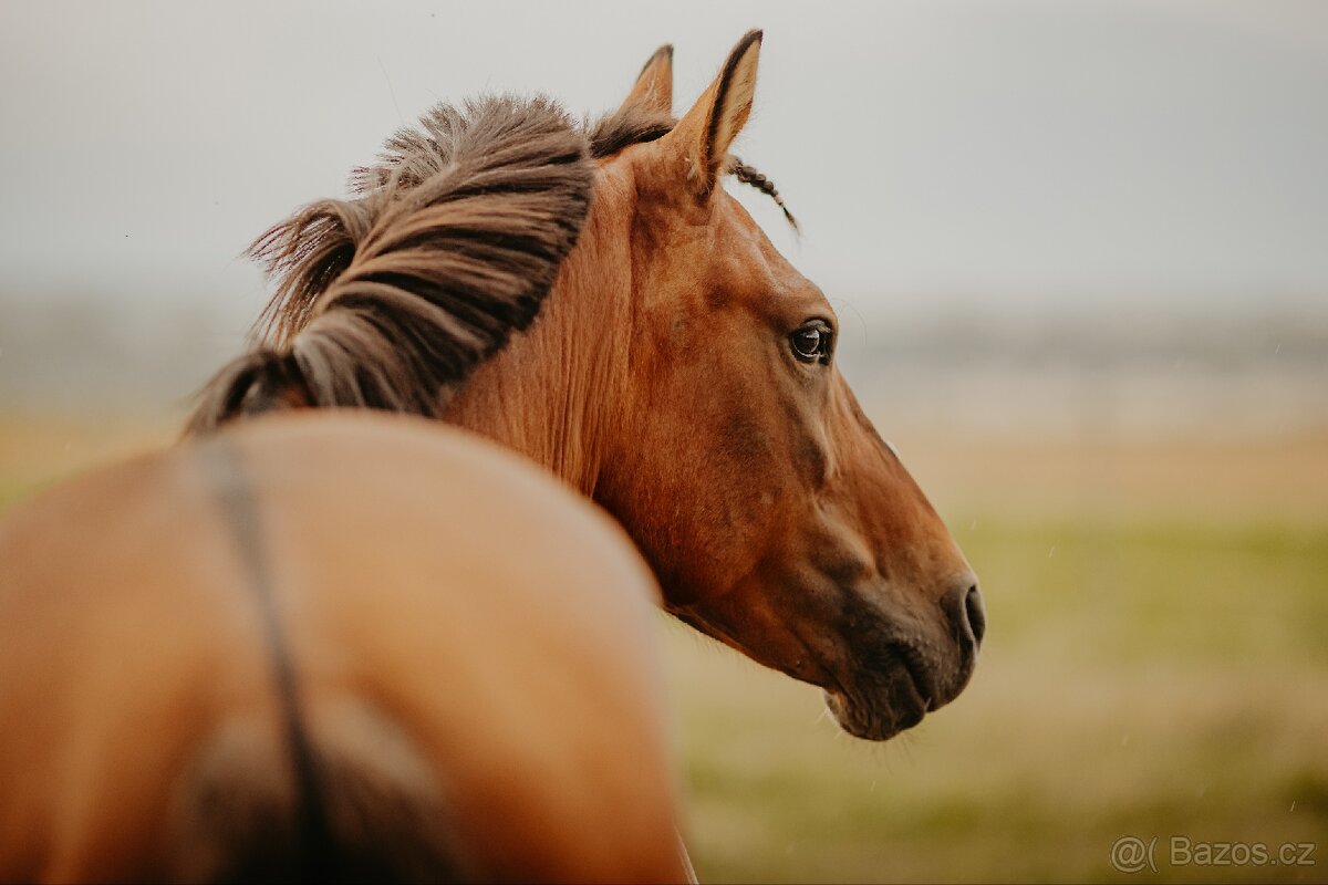 Charakterni valášek - 5