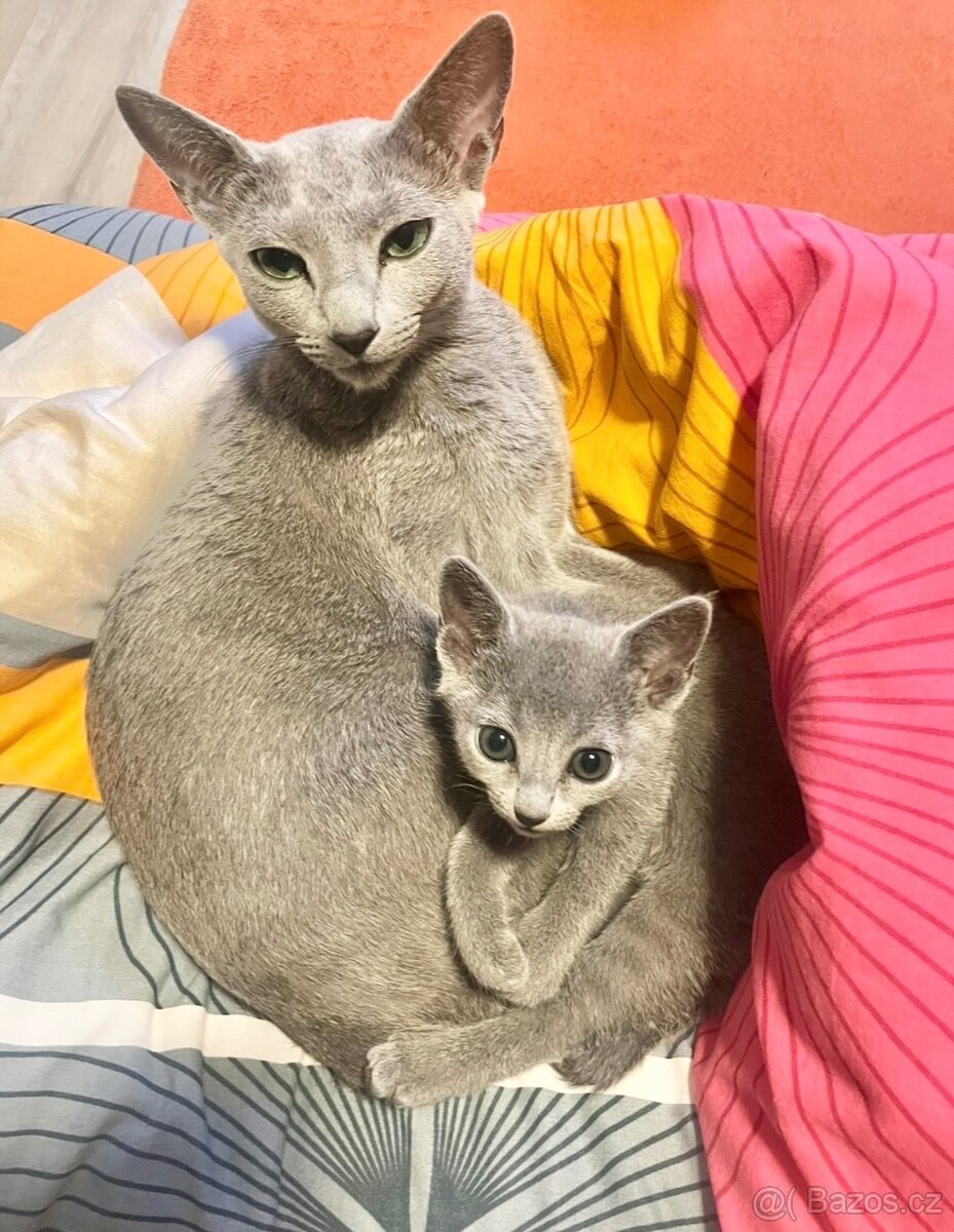 Ruská modrá koťátka s PP - 5