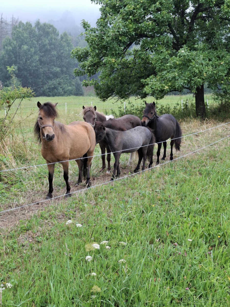 American minihorse - 5