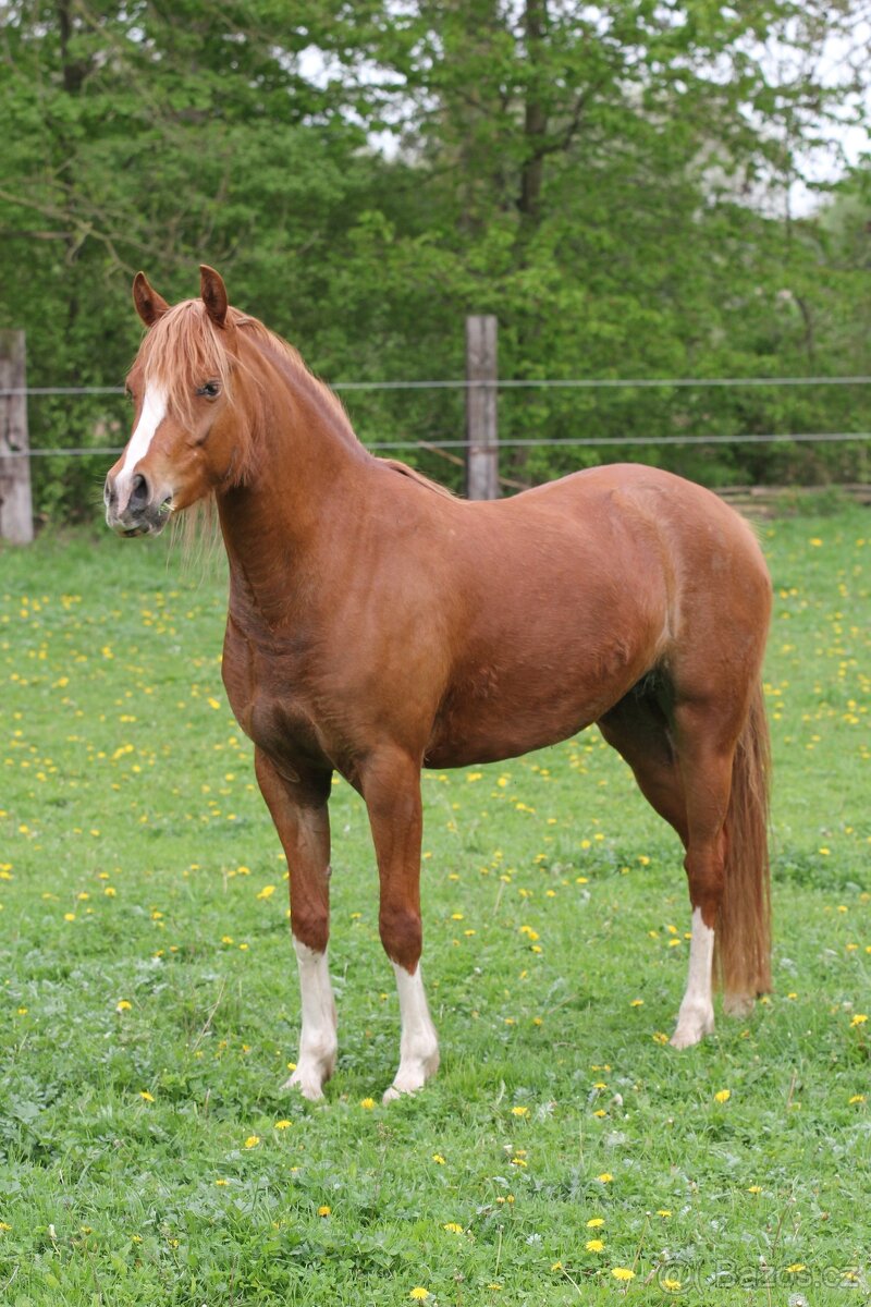 14-ti letá klisna WPBr - SLEVA - 5