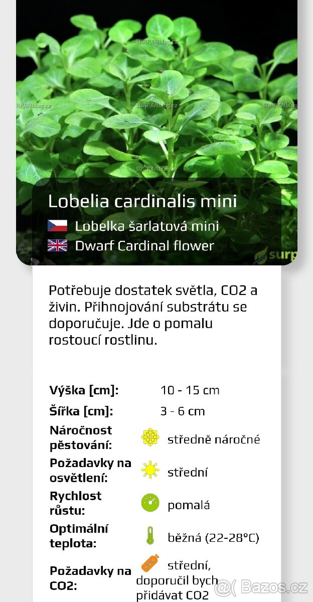 Akvarijní rostlinky a krevetky Red Cherry - 5