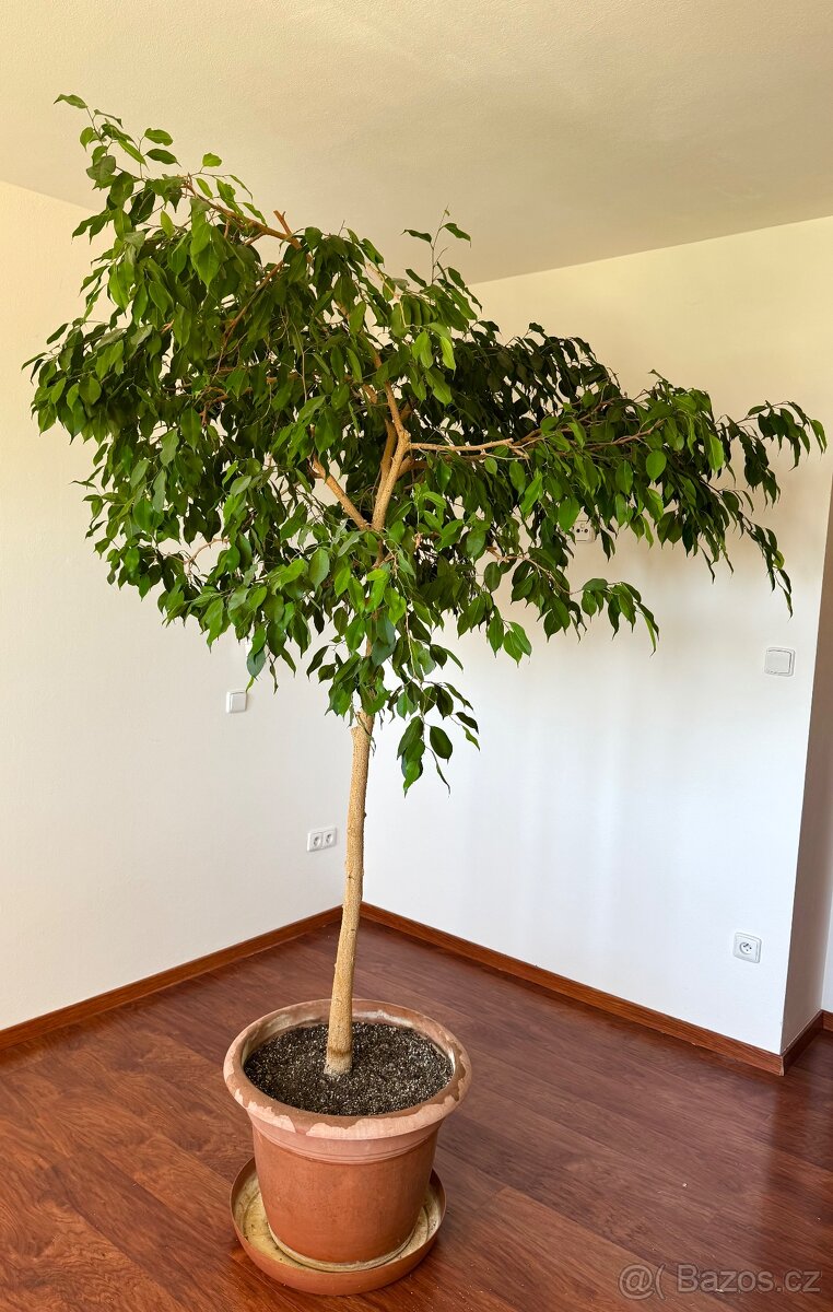 Strom Ficus Benjamin - 5