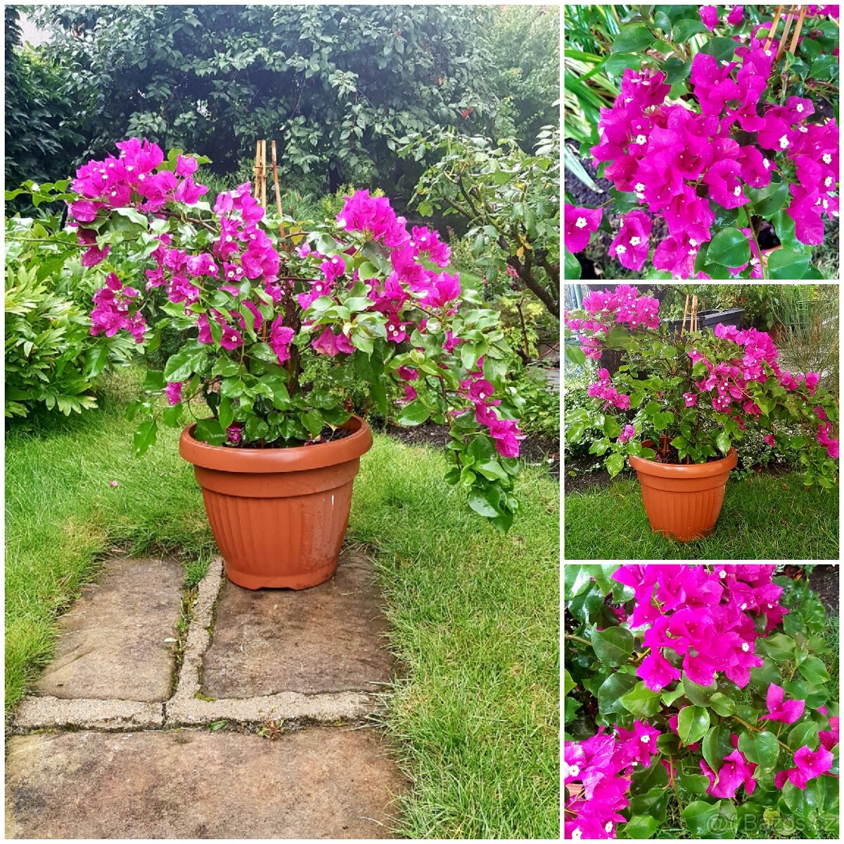 Bougainvillea, Bouga, keře, subtropické rostliny SLEVA - 5