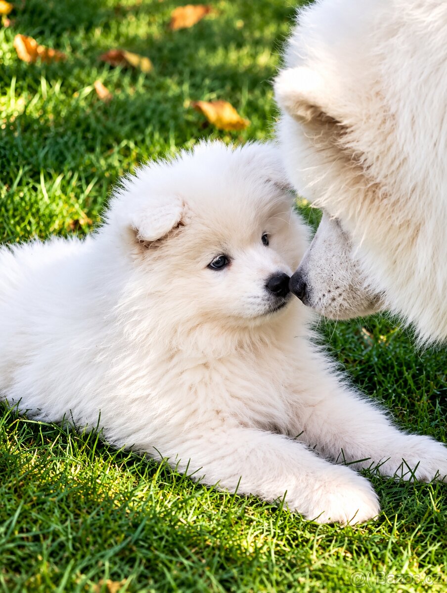 Samojed s PP - štěňátka - 5