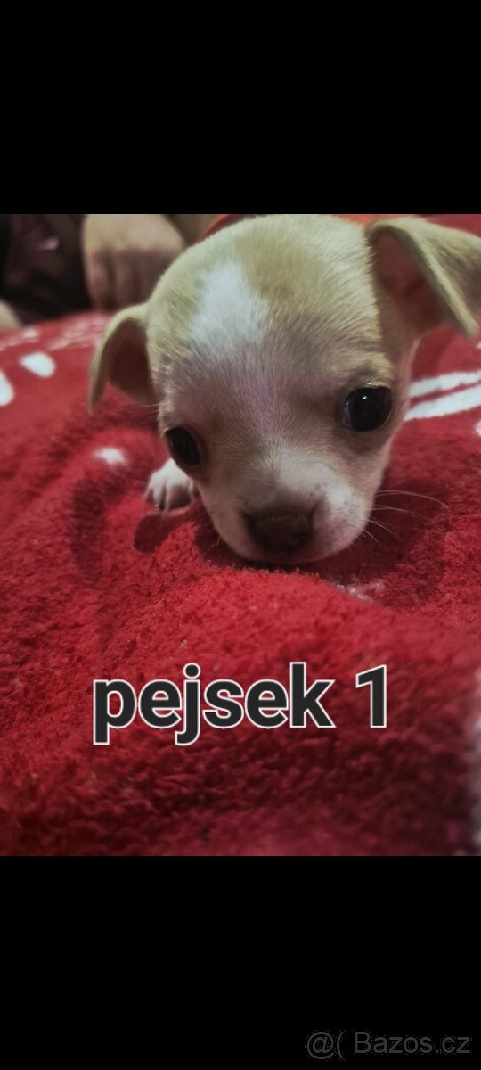 Čivava mini štěňata bez pp - 5