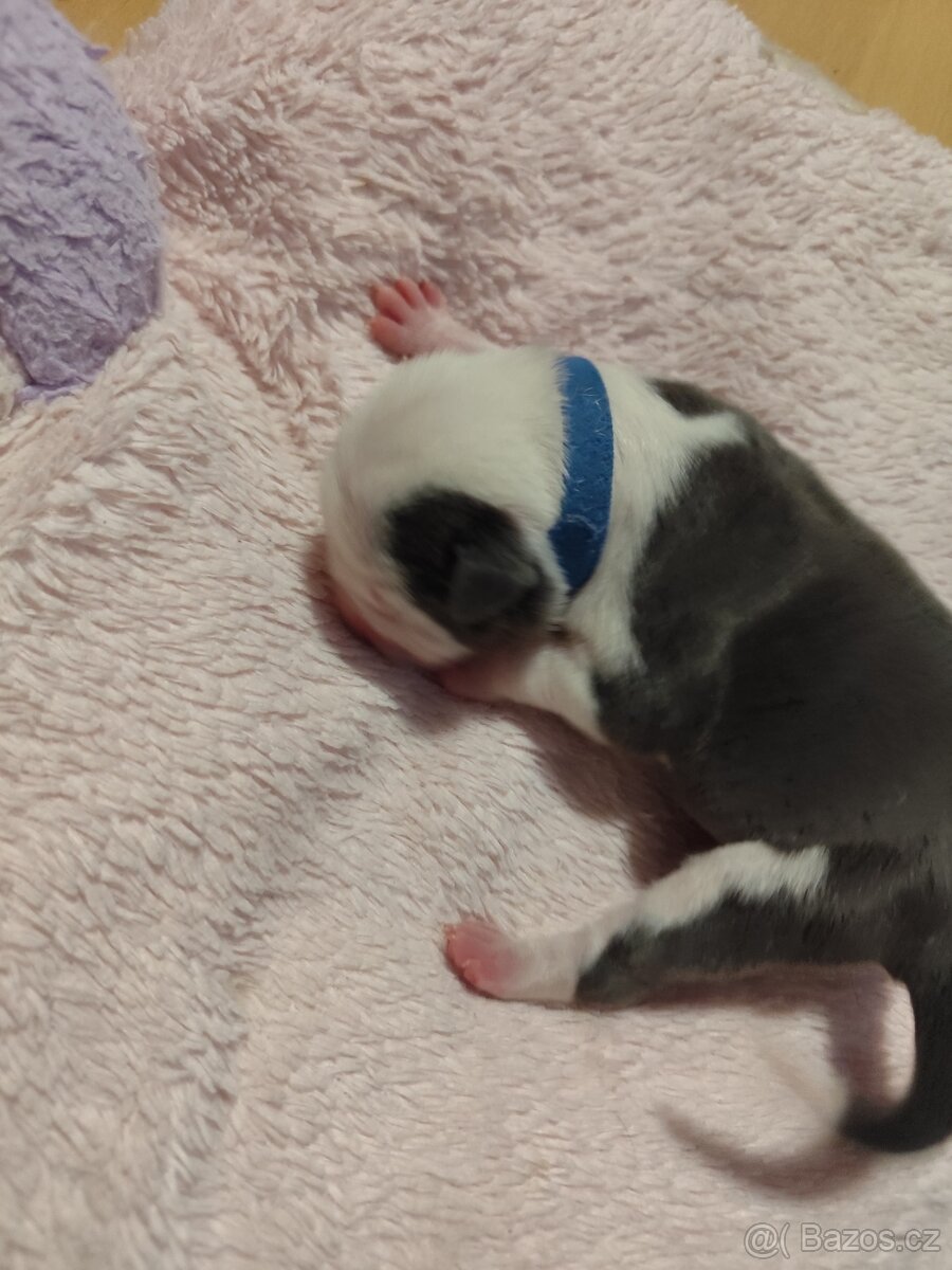 Americký staford - 5