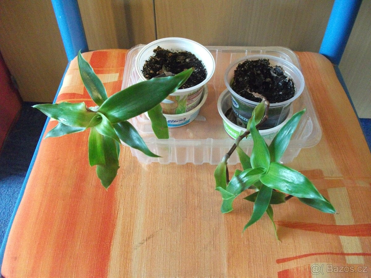 Malé pokojové květiny - 5