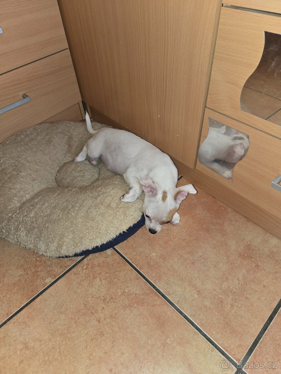 ČIVAVA KRÁTKOSRSTÁ slečna - 5