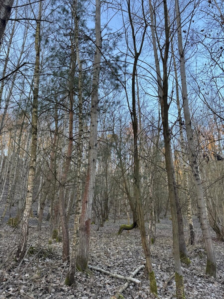 Prodám lesní pozemek v katastrálním území Radouň - 5