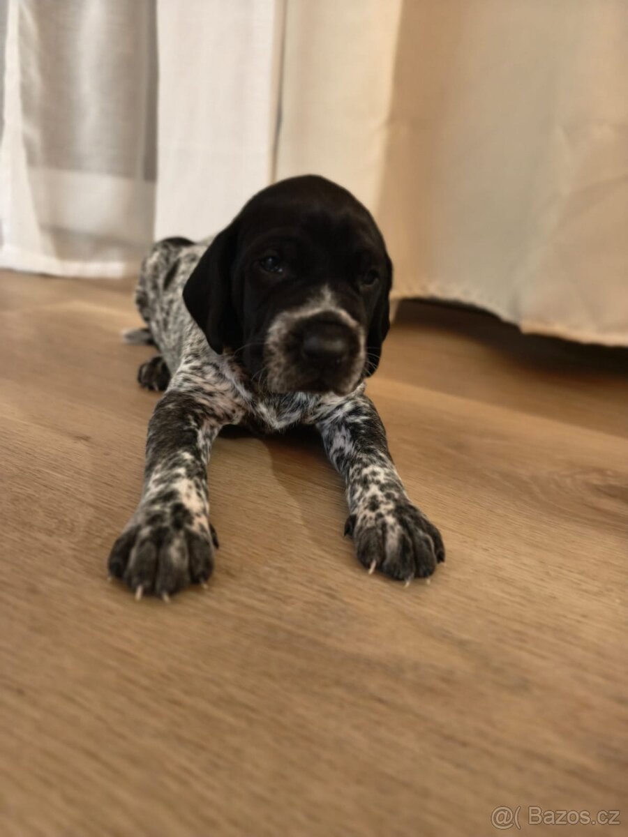 Německý krátkosrstý ohař - 5