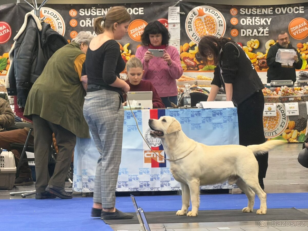 Labrador retriever s PP - 5
